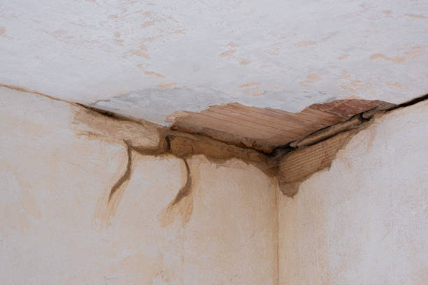 Best Professional water damage repair  in Mountainair, NM